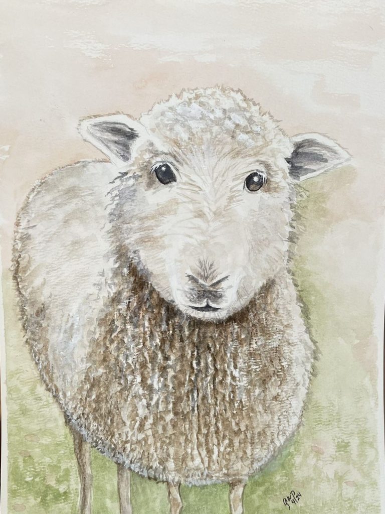 Sheep